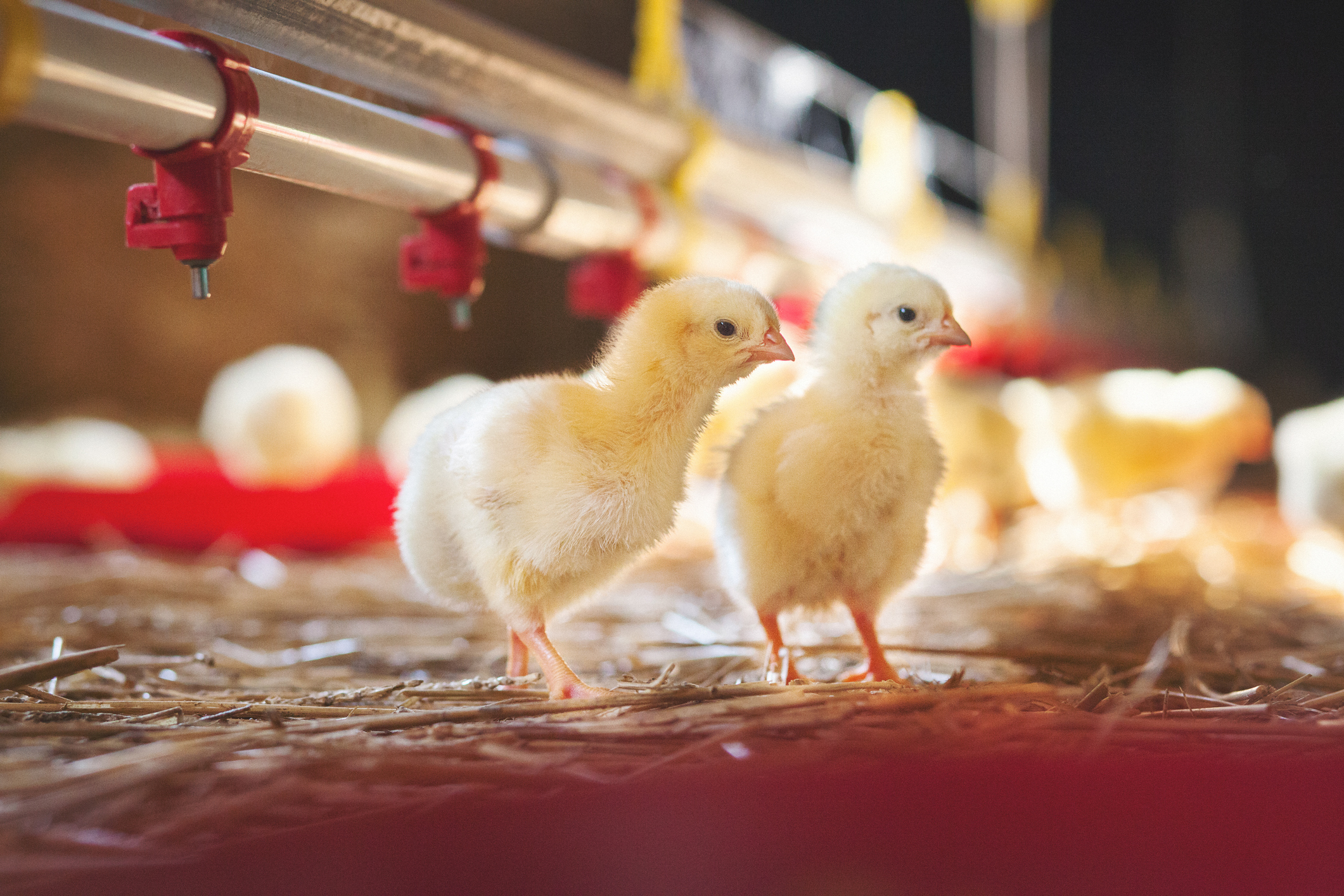 Taking Your Poultry Production To The Next Level