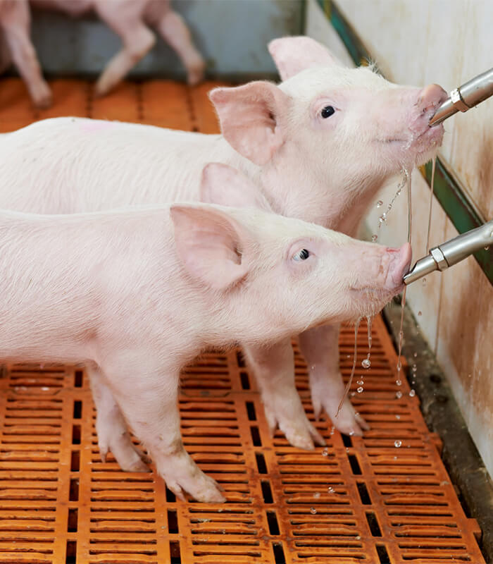 pig-water