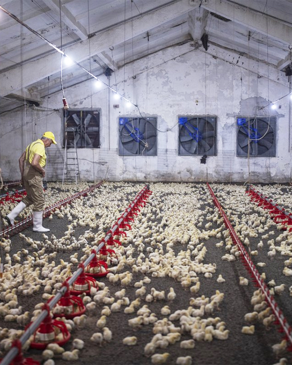 Supplying-Solutions-For-Poultry-Farms