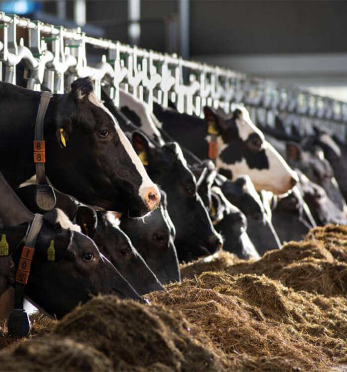 dairy-2 (1)