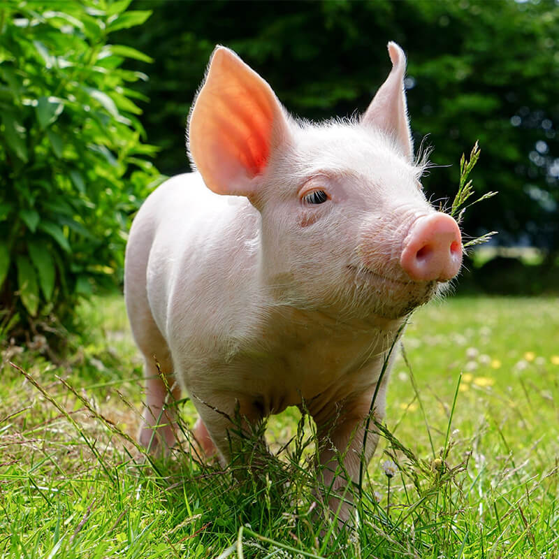 swine