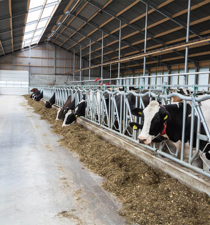 dairy1 (1)